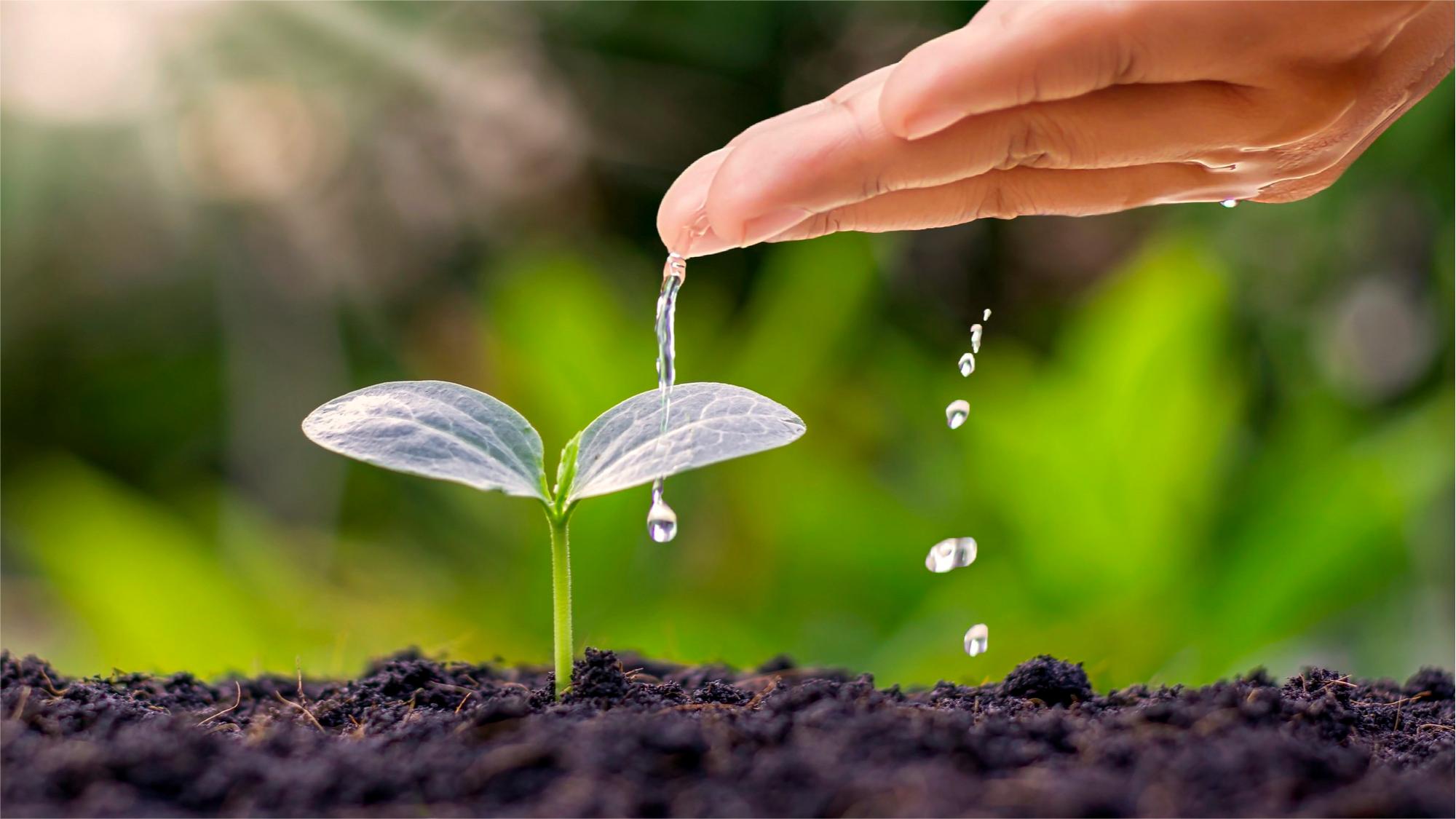 谷雨时节，树种球迎来新生机